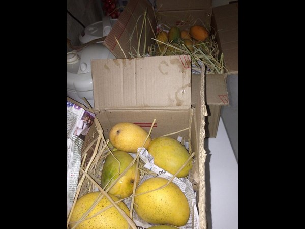 Pawan kalyan’s mango treat is a hit Pawan kalyan’s mango treat is a hit