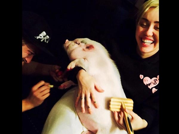 Miley Cyrus Gets Her Pet Pig A Pedicure, Causes Uproar Miley Cyrus Gets Her Pet Pig A Pedicure, Causes Uproar