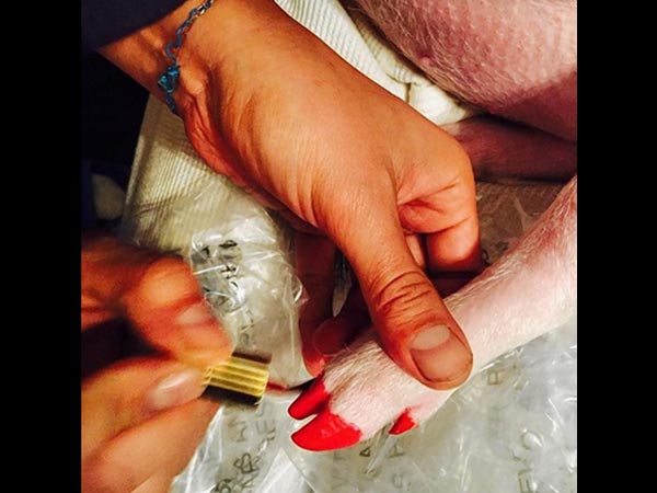Miley Cyrus Gets Her Pet Pig A Pedicure, Causes Uproar Miley Cyrus Gets Her Pet Pig A Pedicure, Causes Uproar