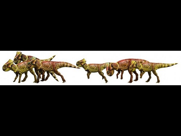Microceratus