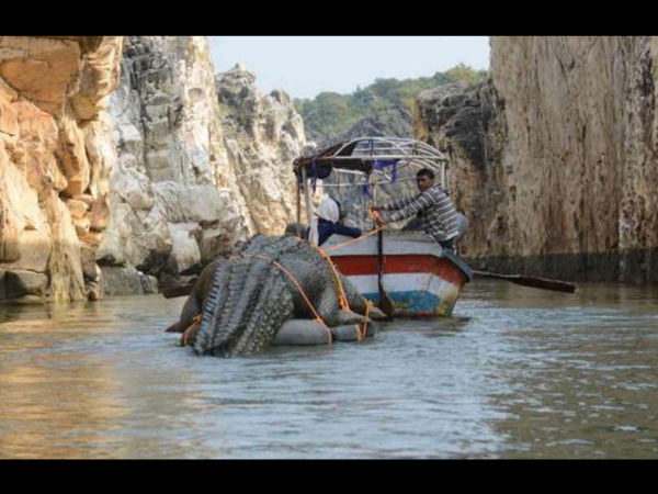 20 అడుగల భారీ మొసలి
