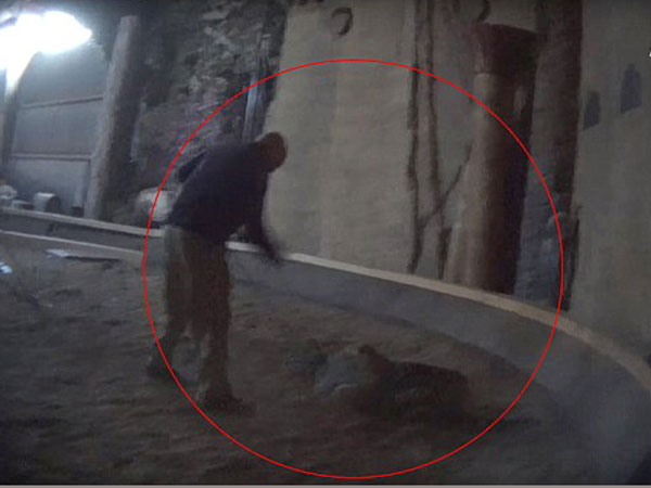Tiger Trainer Allegedly Caught on Video Whipping Animal Tiger Trainer Allegedly Caught on Video Whipping Animal