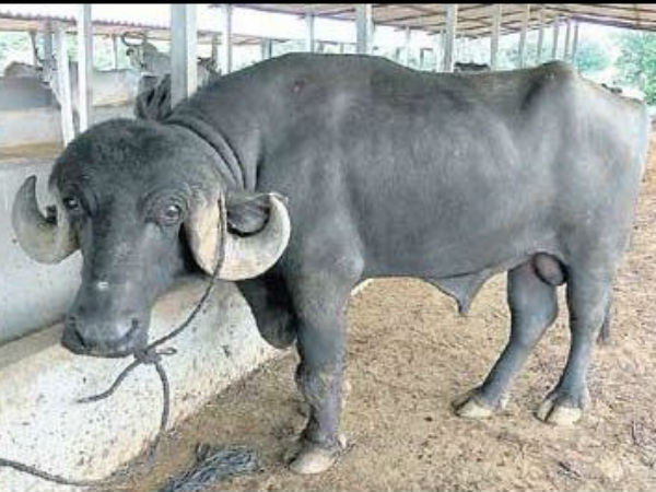 Baahubali Bull in Real Life problmes Baahubali Bull in Real Life problmes