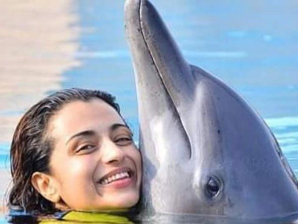 Trisha with dolphins goes viral in social media Trisha with dolphins goes viral in social media