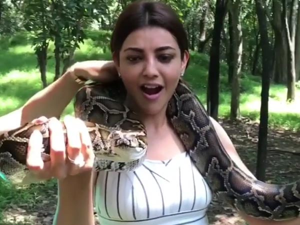 Image result for Kajal Agarwal Playing With Python #