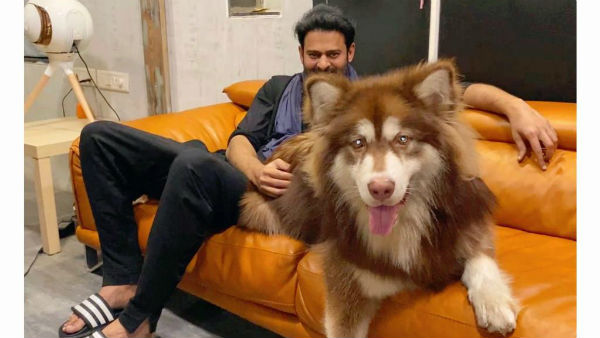 Prabhas Pic With Charmy Kaur Pet Prabhas Pic With Charmy Kaur Pet