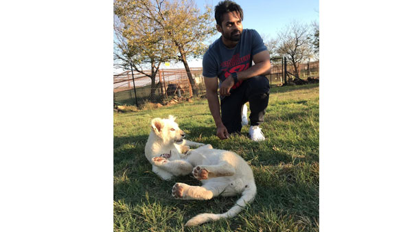 Sai Dharam tej pic with tiger cubs Sai Dharam tej pic with tiger cubs