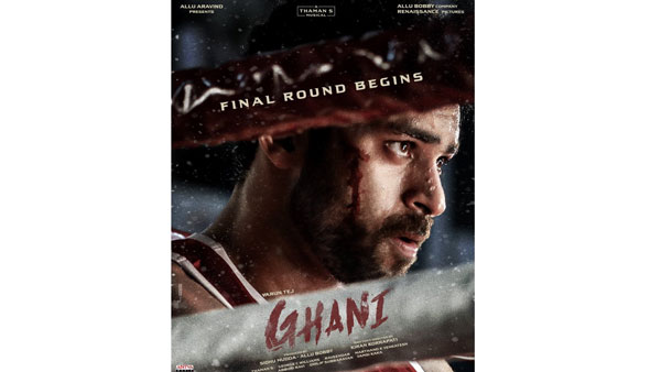 Varun Tejs Ghani final Round Begins Varun Tejs Ghani final Round Begins